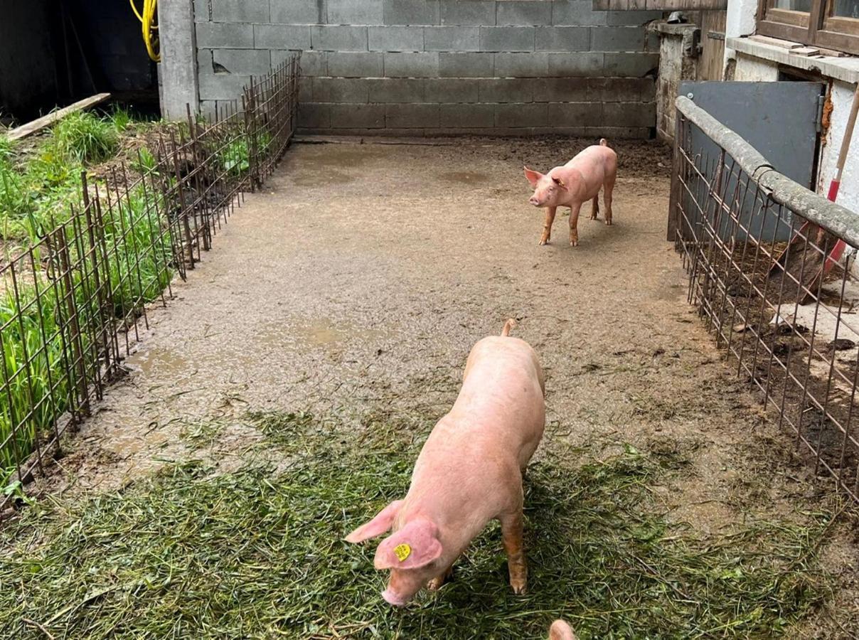 Ferienwohnungen Rahm Mayrhofen Buitenkant foto
